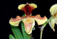 Paph. villosum
